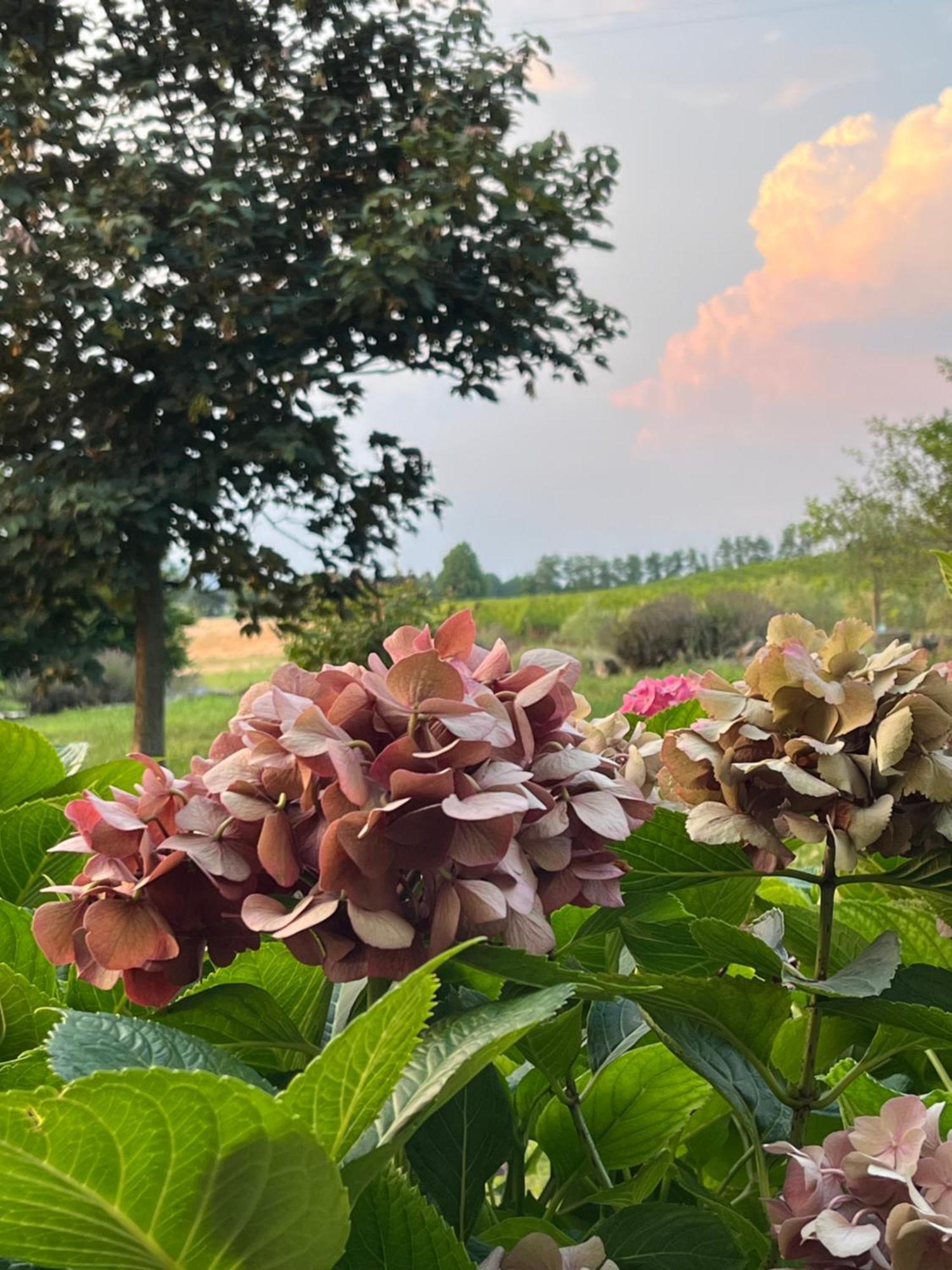 Corte Monticello Barbarano Vicentino エクステリア 写真